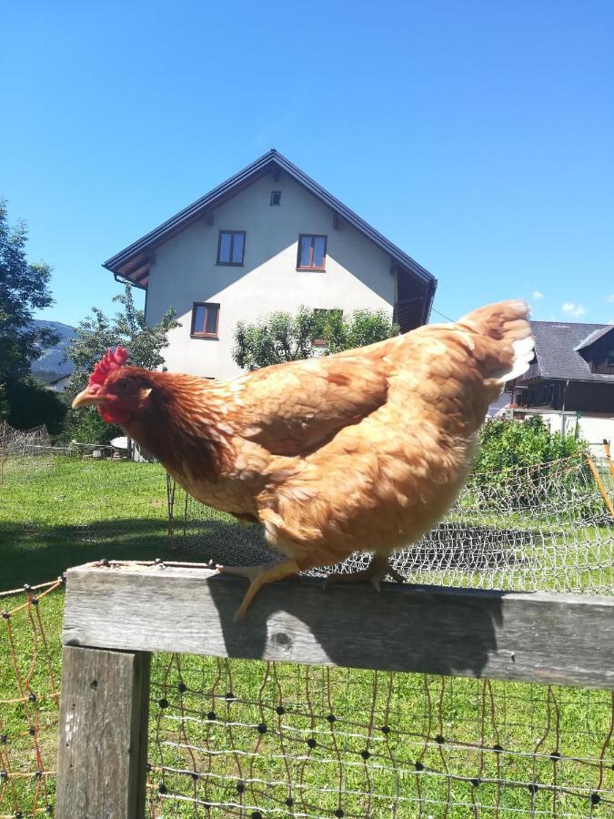 Lasserhof Aigen im Ennstal Exteriér fotografie